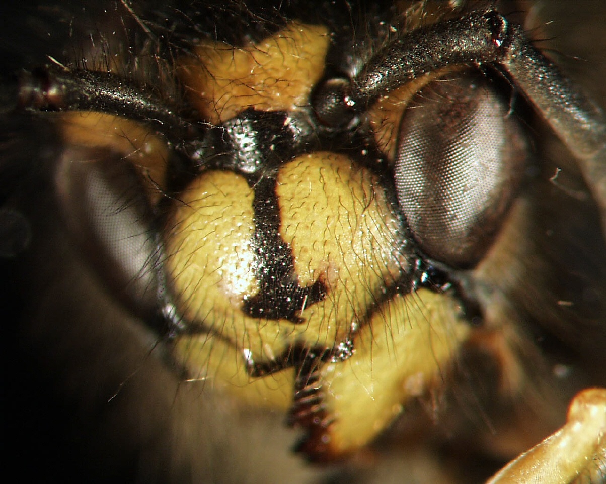Kopf einer Gemeinen Wespen