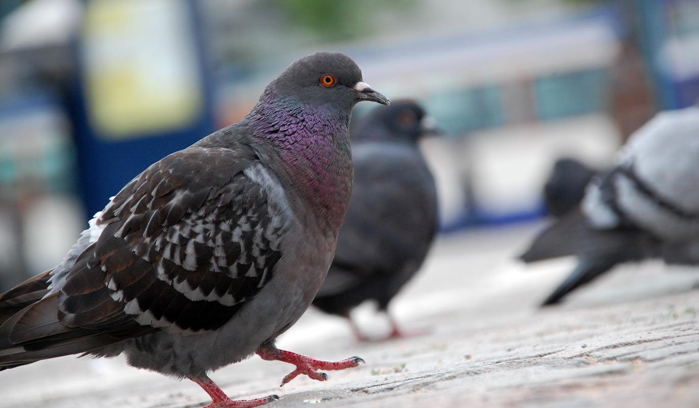 Tauben auf dem Luisenplatz in Darmstadt