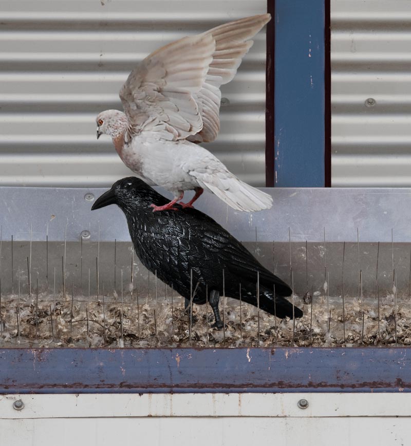 Taube landet auf Plastik-Rabe, die Wahl der sinnvollsten Taubenabwehr ist oft ausschlaggebend für ihren Erfolg.