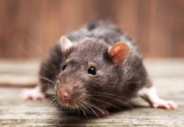 Rodentizide: Alle wichtigen Infos zu Ratten- und Mäusegift