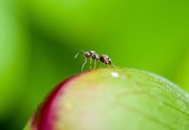 Schlupfwespe und Lagererzwespe: Wie man Nützlinge als Kammerjäger einsetzt