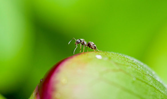 Ameise sitzt auf einem Blatt