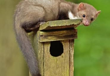 Steinmarder: Alle Infos zu Mardern im Dach und Auto