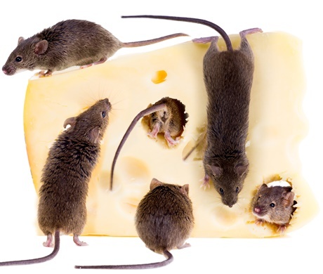 Mäuse belagern ein Stück Käse