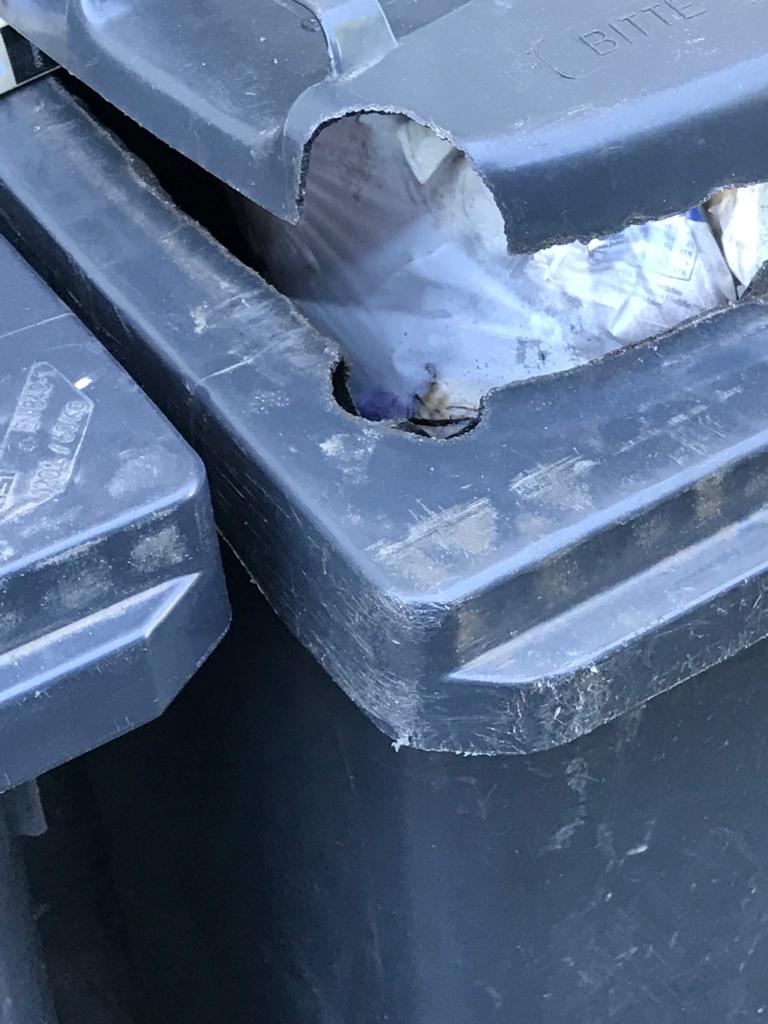 Rattenfraß an Mülltonne