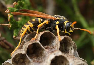 Wer zahlt die Kosten einer Wespenbekämpfung?