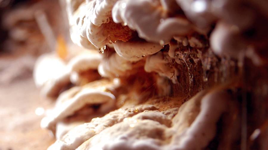 Hausschwamm-Sanierung