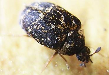 Museumskäfer – Anthrenus museorum (Linnaeus, 1761)