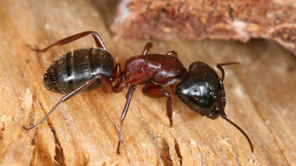 Rossameise — Camponotus ligniperda (Latreille, 1802)