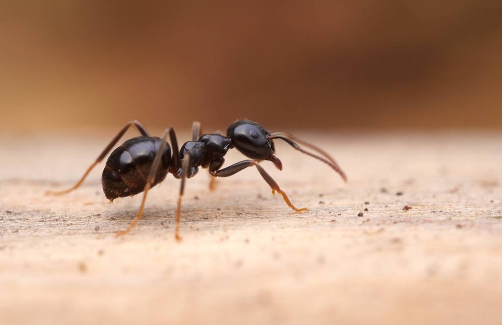Ameisen