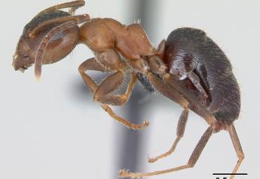 Zweifarbige Wegameise — Lasius emarginatus (Olivier, 1791)