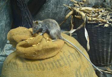 Hausratte – Rattus rattus (Linnaeus, 1758)