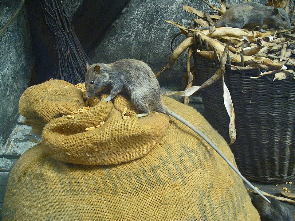 Hausratte – Rattus rattus (Linnaeus, 1758)