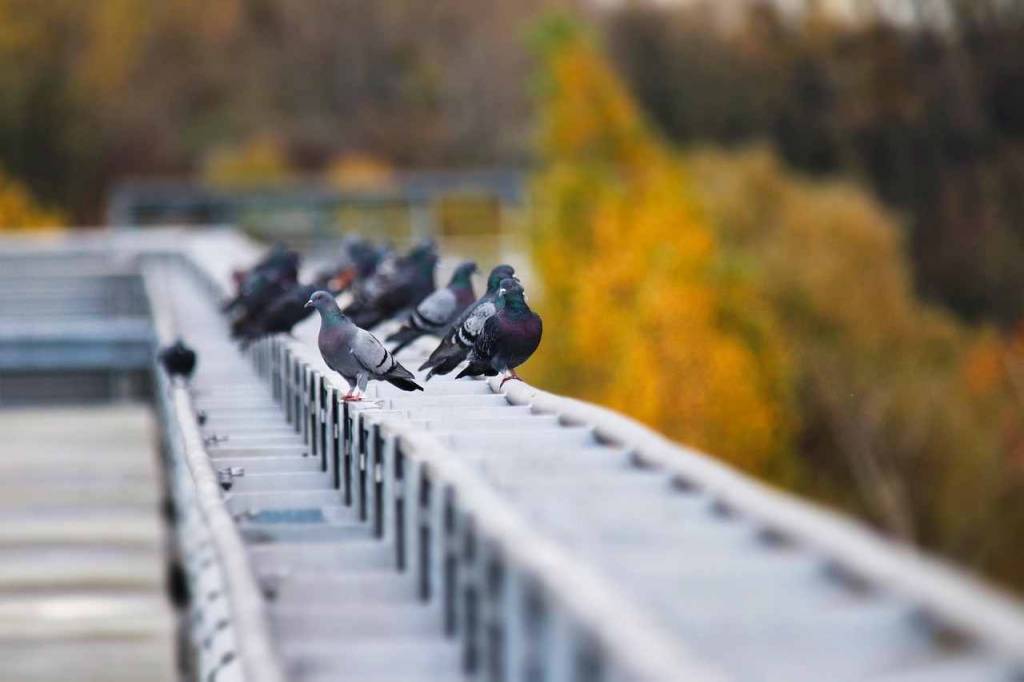 Taubenabwehr Kleinlogel