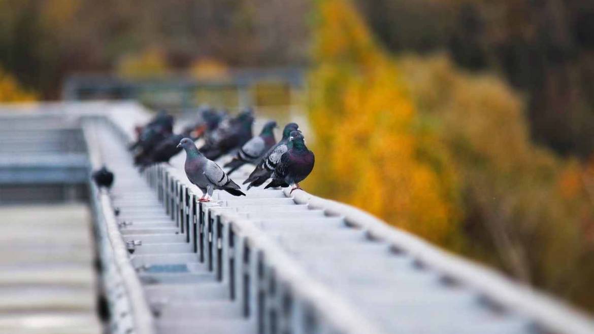 Taubenabwehr Kleinlogel