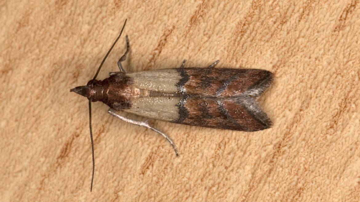 Dörrobstmotte – Plodia interpunctella (Hübner, 1813)