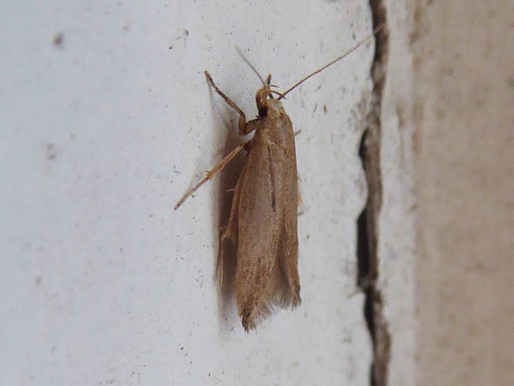 Getreidemotte – Sitotroga cerealella (Olivier, 1789)