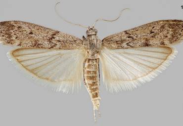 Motten-Ratgeber: Motten bestimmen und bekämpfen