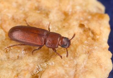 Rotbrauner Reismehlkäfer – Tribolium castaneum (Herbst, 1797)