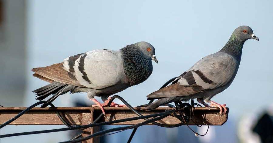 Schadwirkung der verwilderten Haustaube