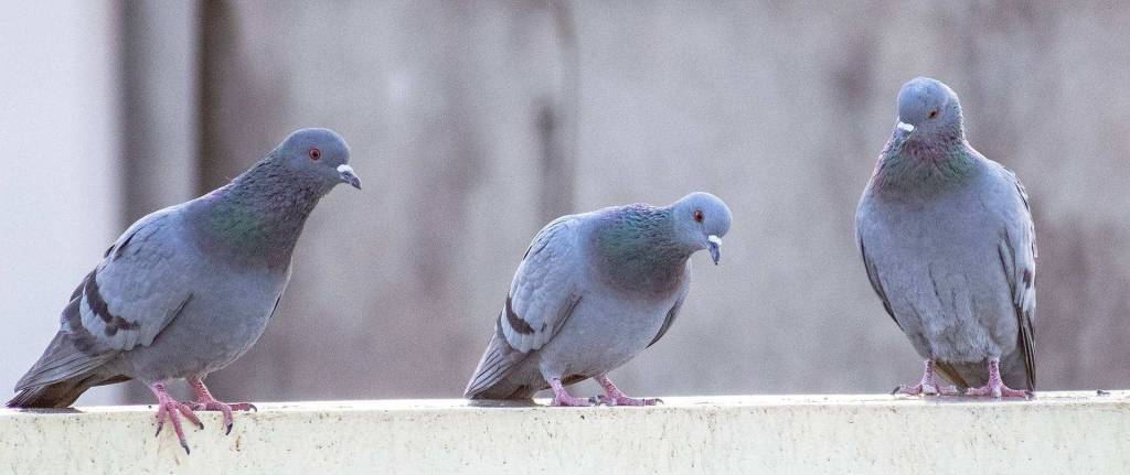 Umsiedlung von Tauben