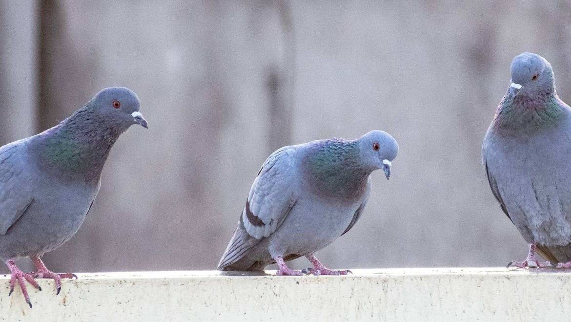 Umsiedlung von Tauben