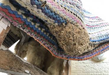 Wespenbekämpfung in Engelskirchen geht in Flammen auf