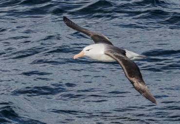 Mäuse trinken Blut von Albatrossen