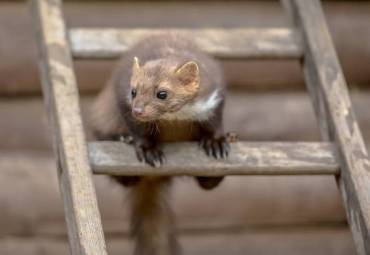 Biologie des Marders