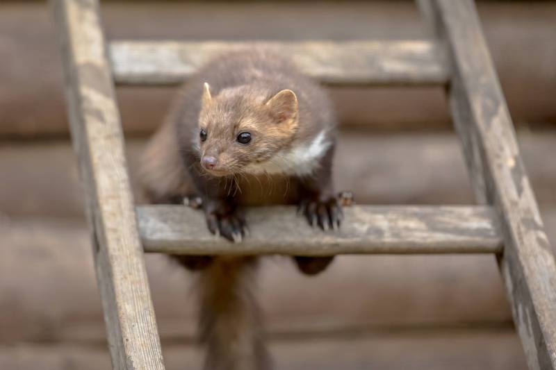 Biologie des Marders