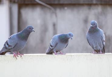 Warum Taubenabwehr?