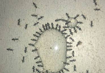 Süßfressende Ameisen