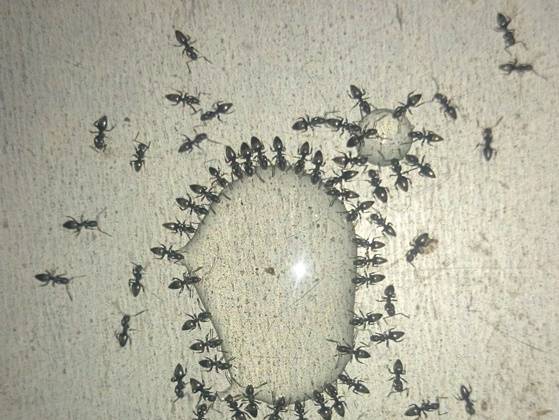 Süßfressende Ameisen