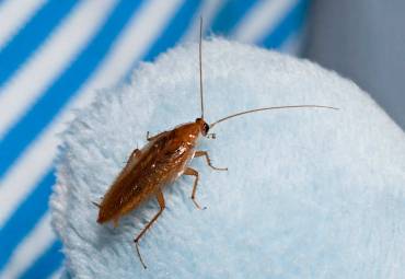 Bernstein-Waldschabe