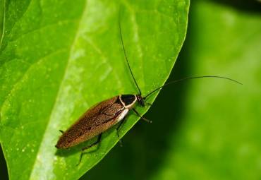 Die Echte Waldschabe