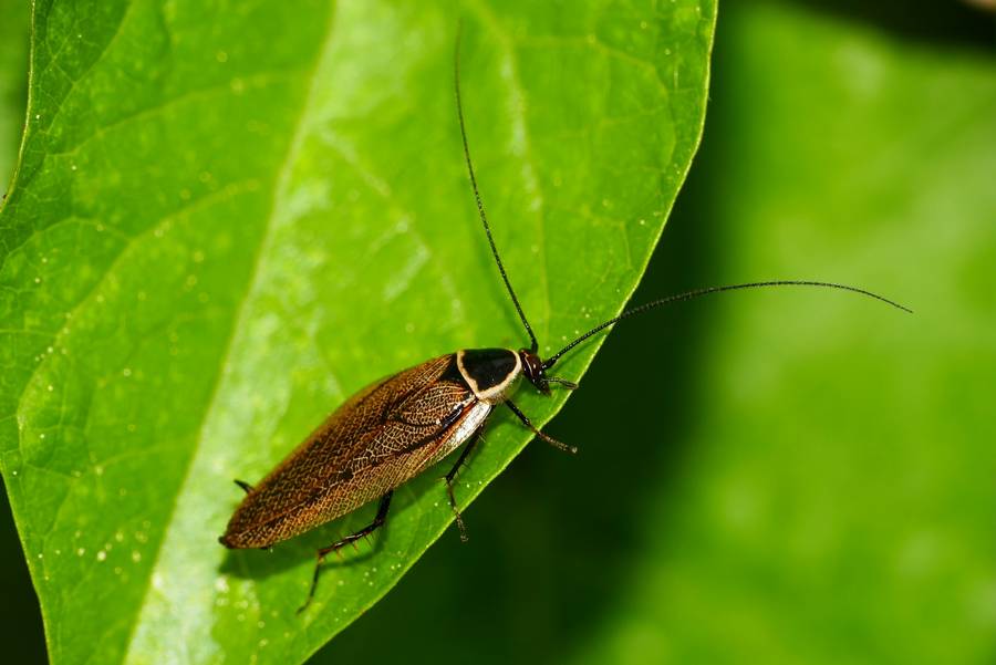 Die Echte Waldschabe