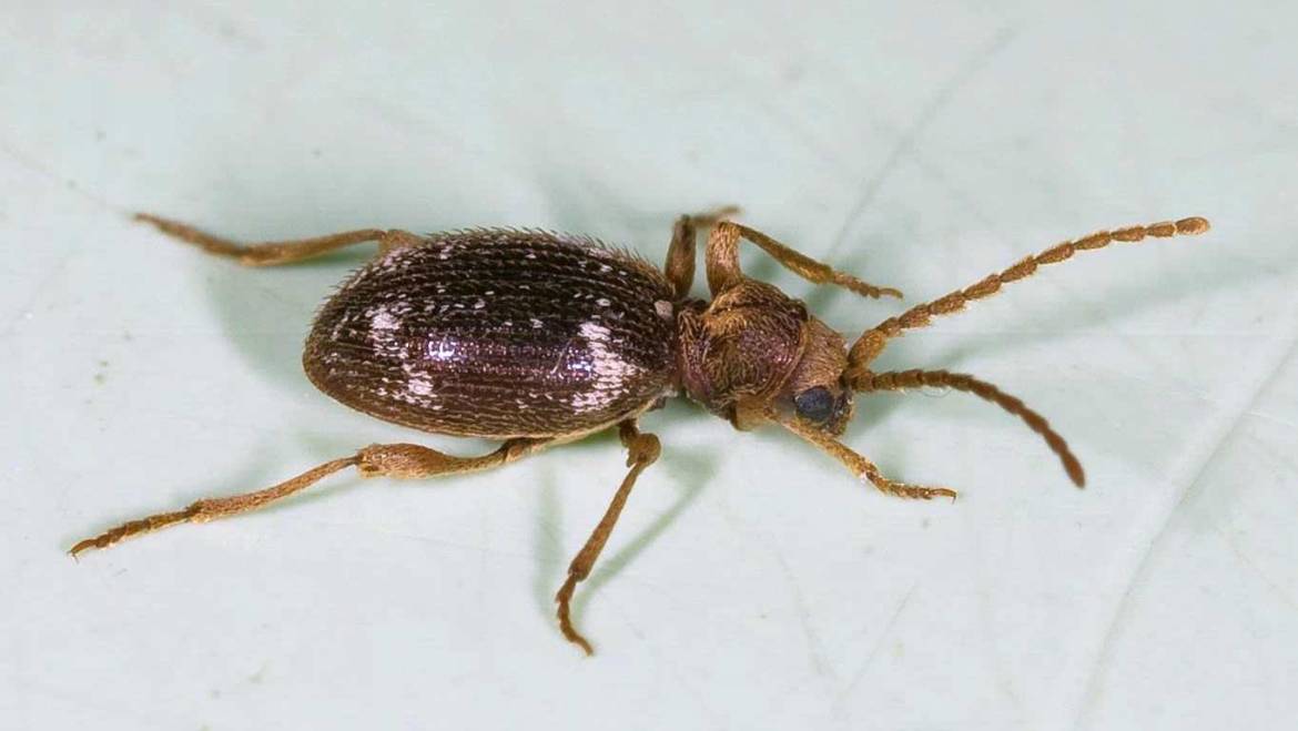 Kräuterdieb – Ptinus fur (Linnaeus, 1758)