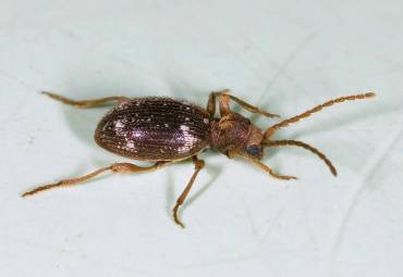 Kräuterdieb – Ptinus fur (Linnaeus, 1758)