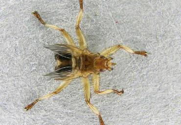 Mauerseglerlausfliege – Crataerina pallida