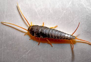 Silberfischchen – Lepisma saccharina