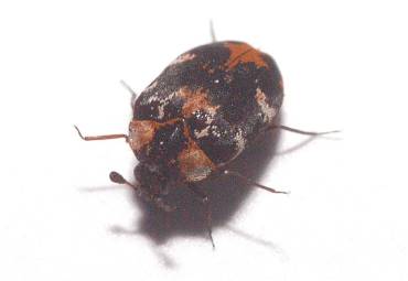 Teppichkäfer – Anthrenus scrophulariae (Linnaeus, 1758)