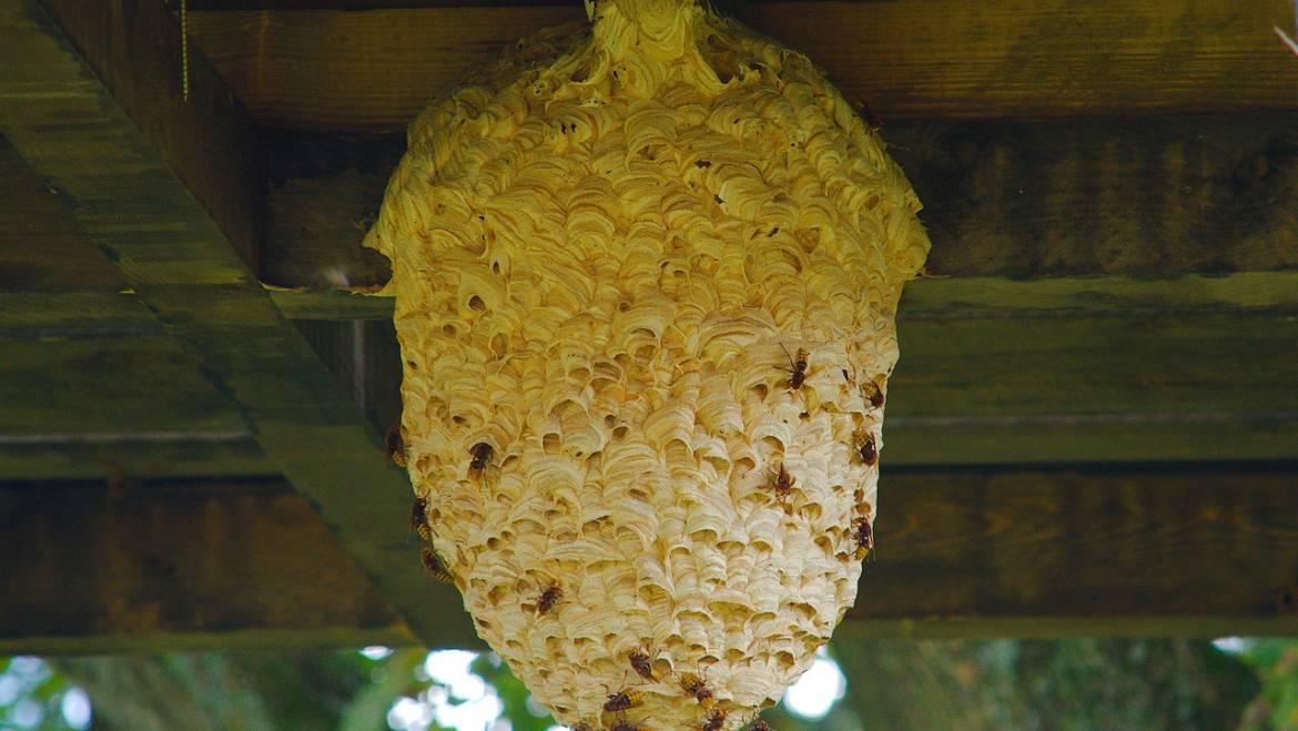 Gerichtsurteile zu Wespen