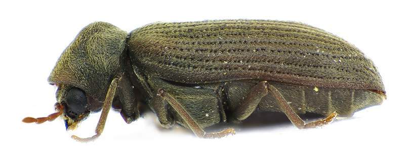 Gewöhnlicher Nagekäfer