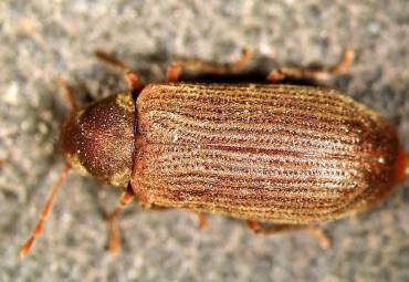 Holzwurm erkennen und bekämpfen